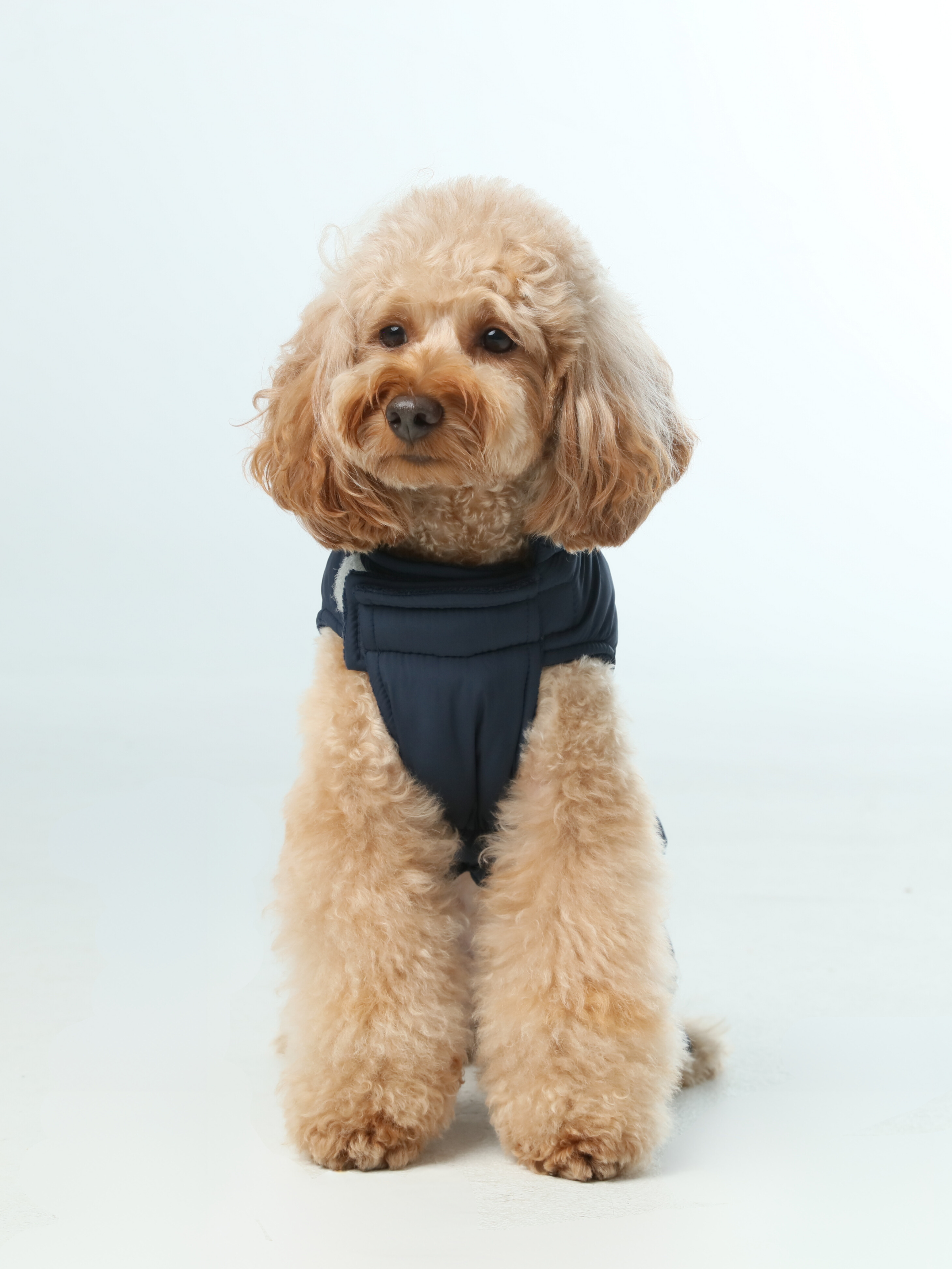 Urban Cloud Reversible Dog Vest - Blue