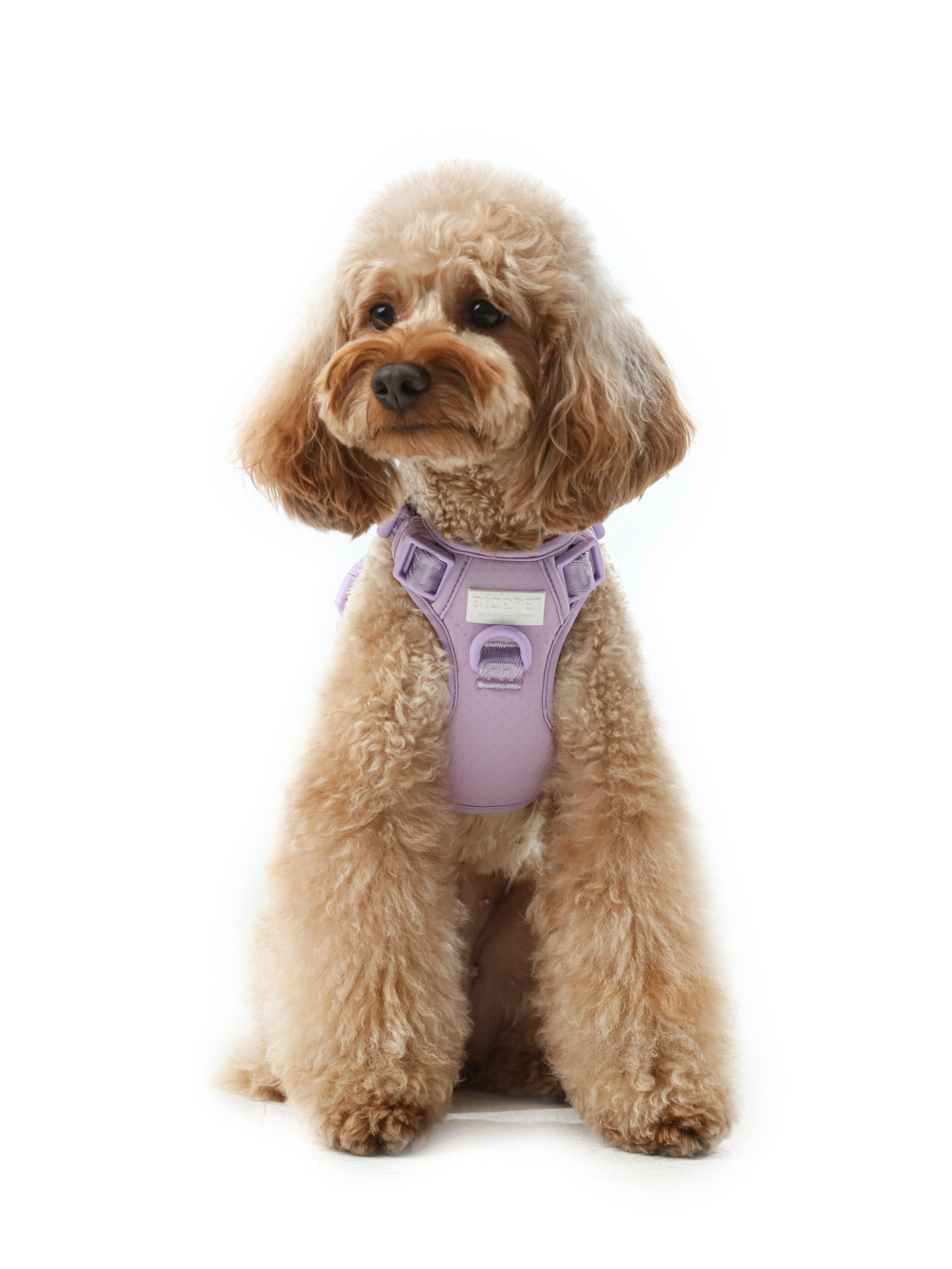 Urban Active Dog Harness - Mint Purple