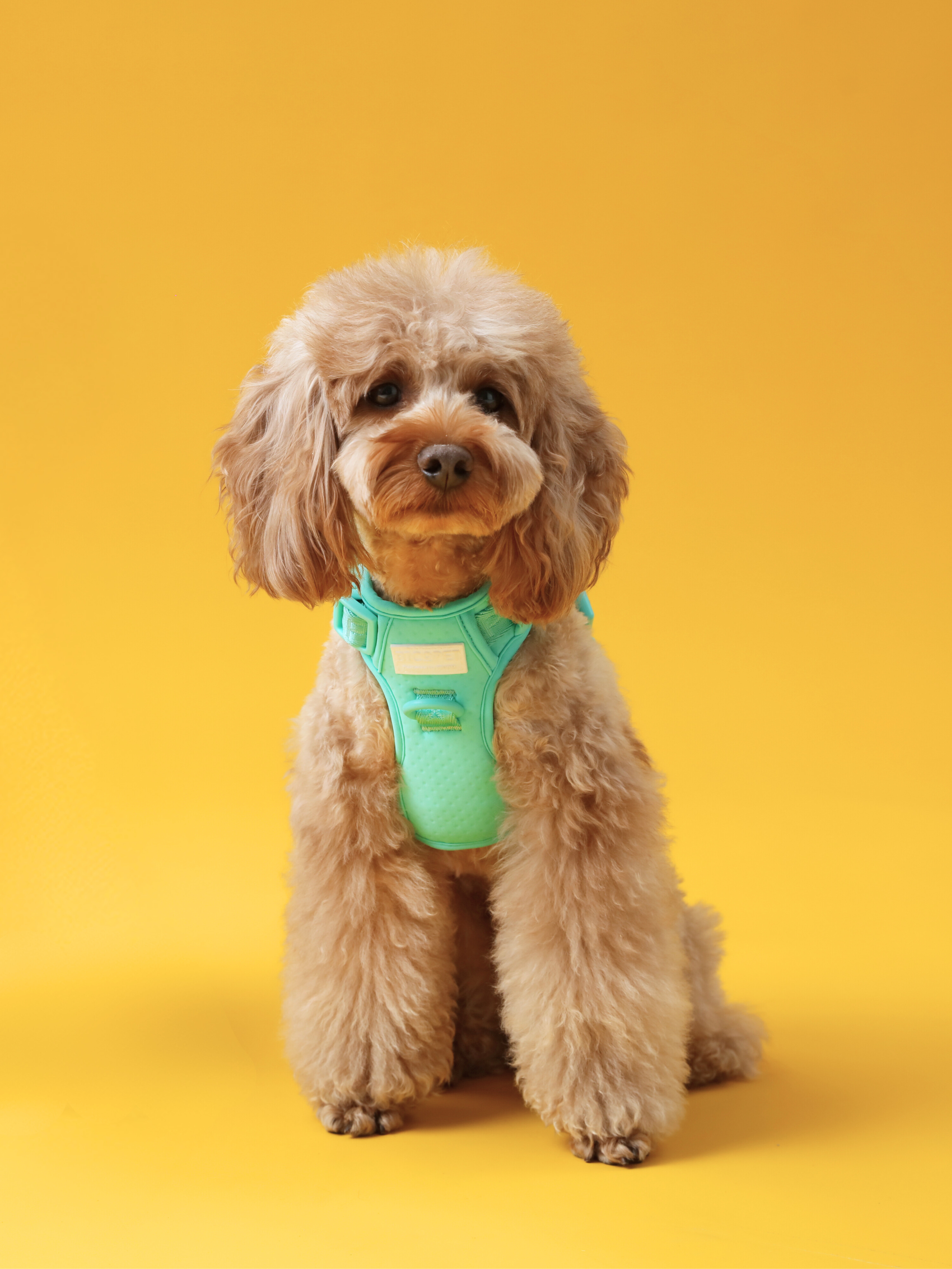 Urban Active Dog Harness - Mint Green