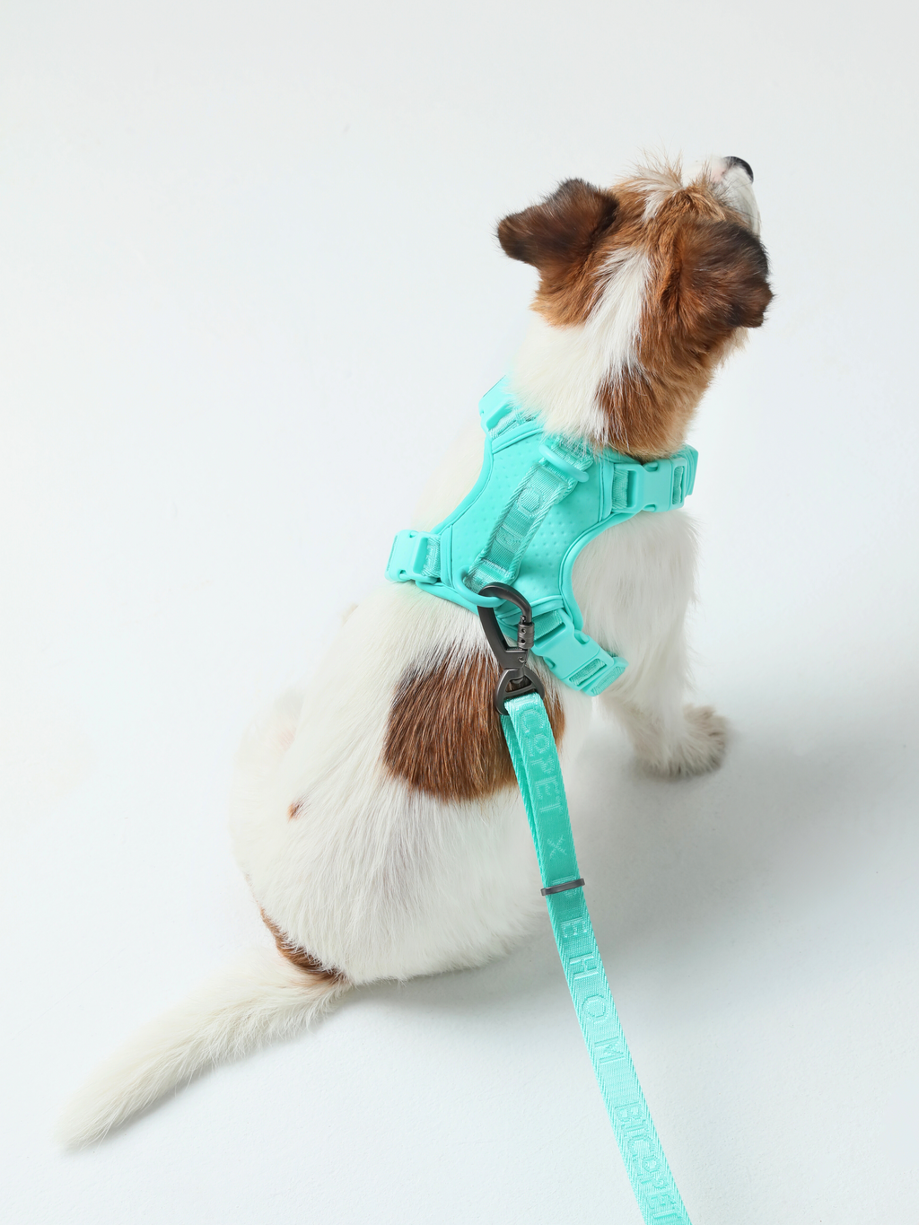 Urban Active Dog Harness - Mint Green
