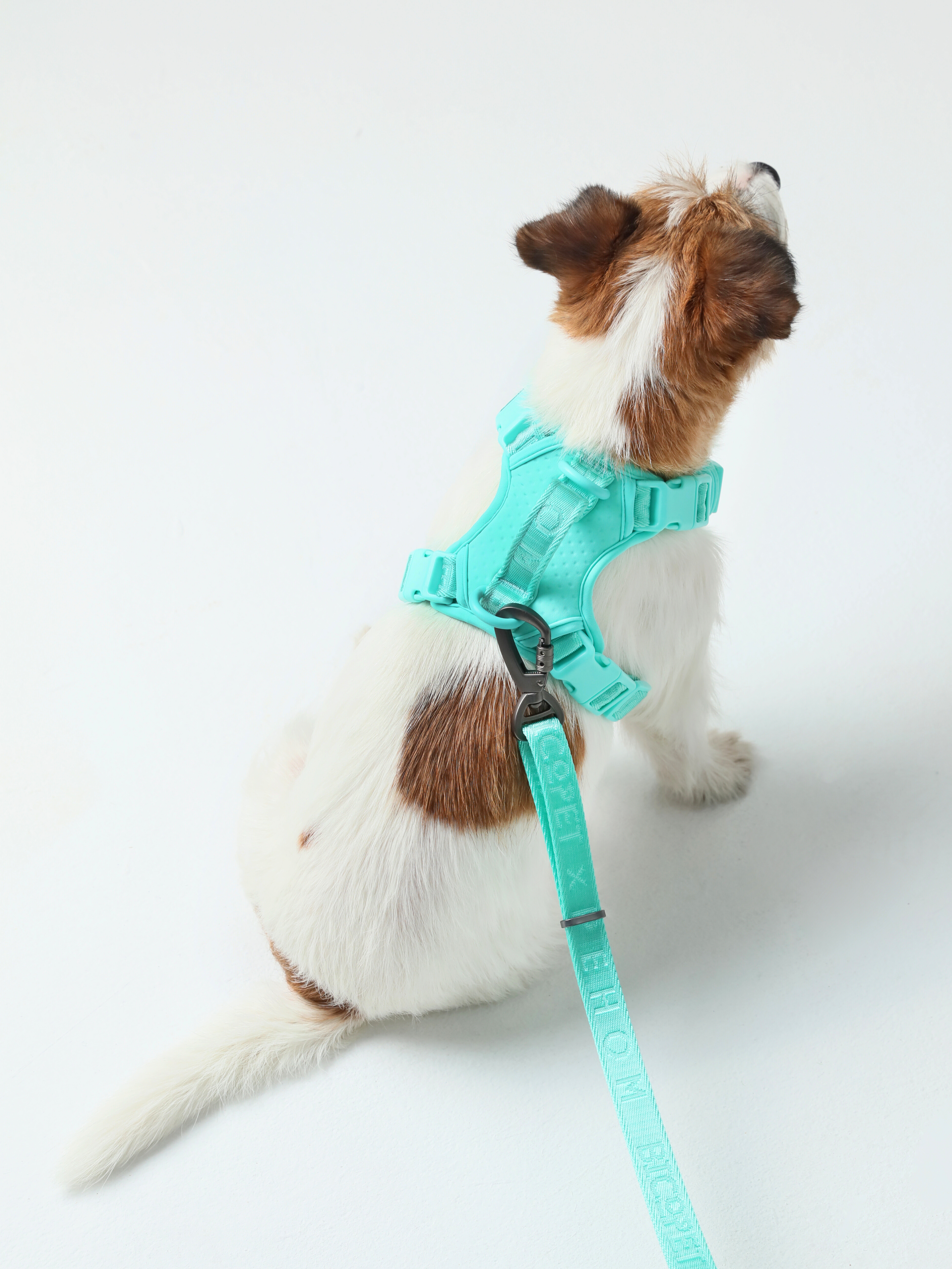 Urban Active Dog Harness - Mint Green