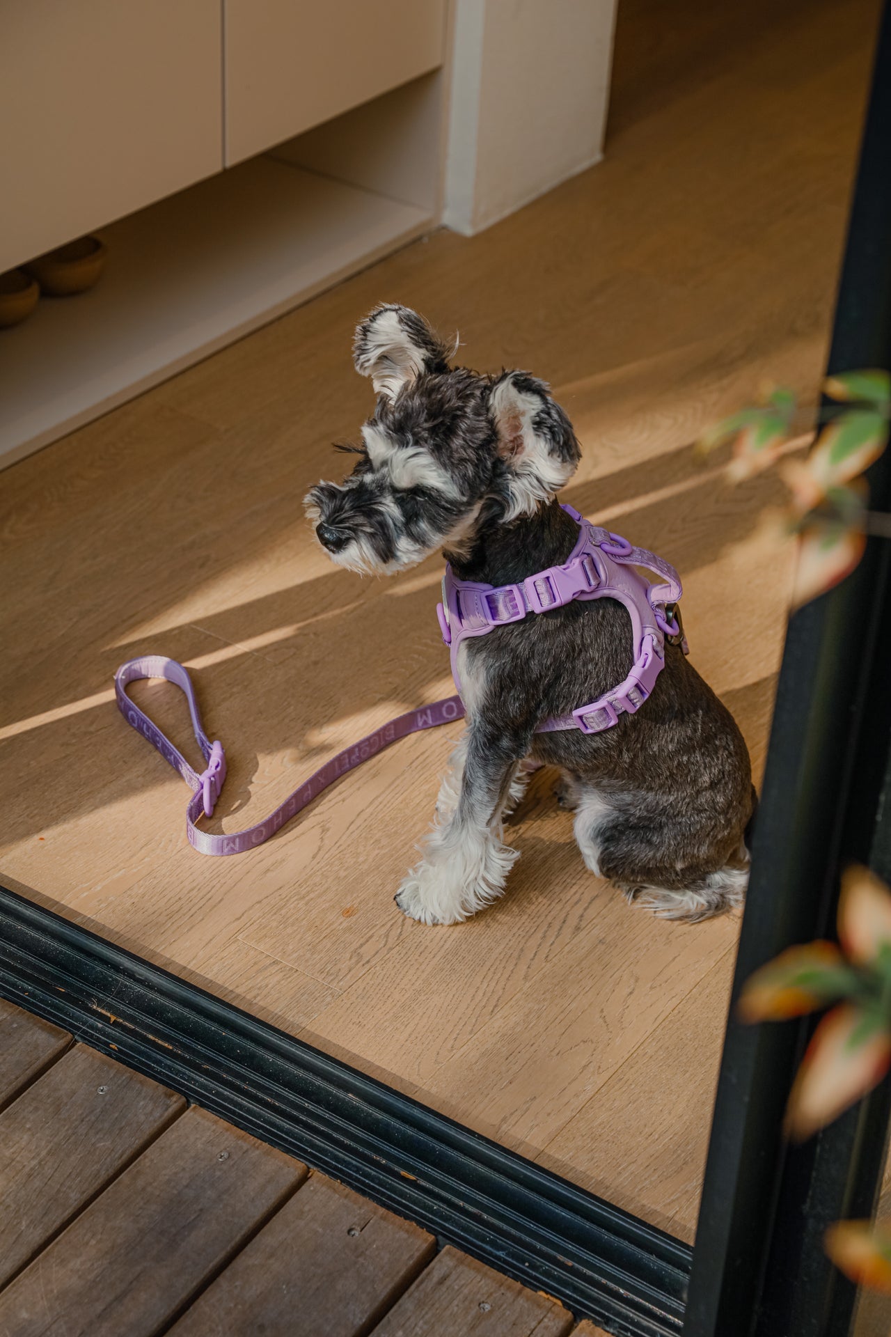Urban Active Dog Harness - Mint Purple