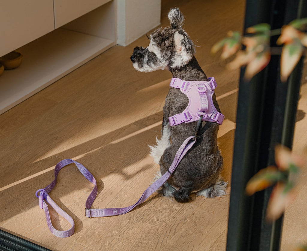 Urban Active Dog Leash - Mint Purple