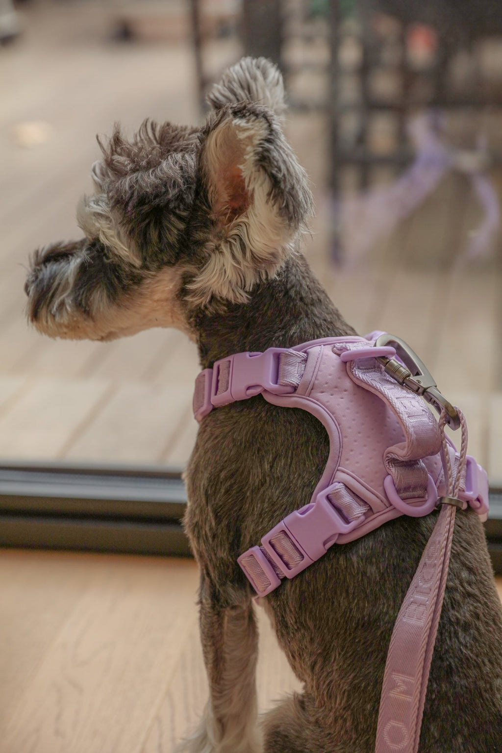 Urban Active Dog Harness - Mint Purple