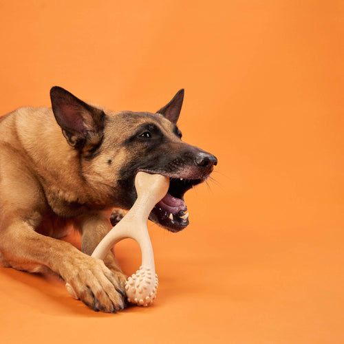BetterBone Hard Chew Toy
