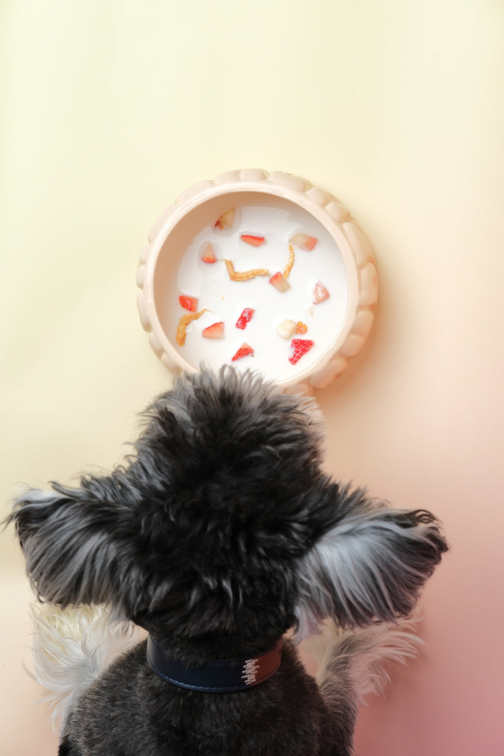 The Puff Pet Bowl