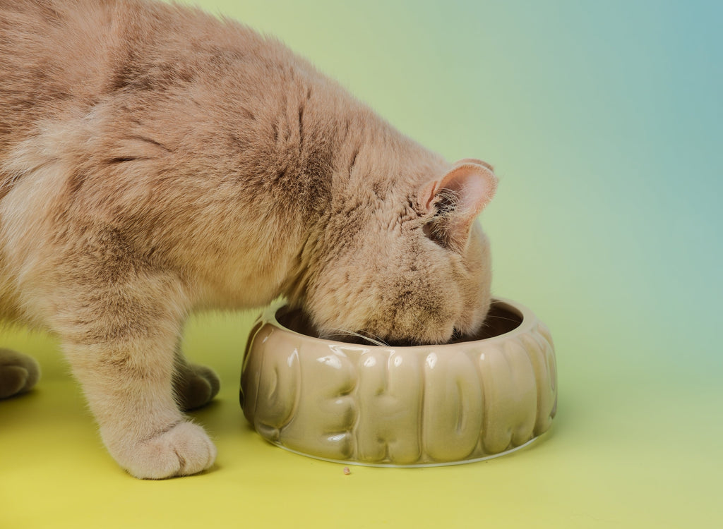 The Puff Pet Bowl