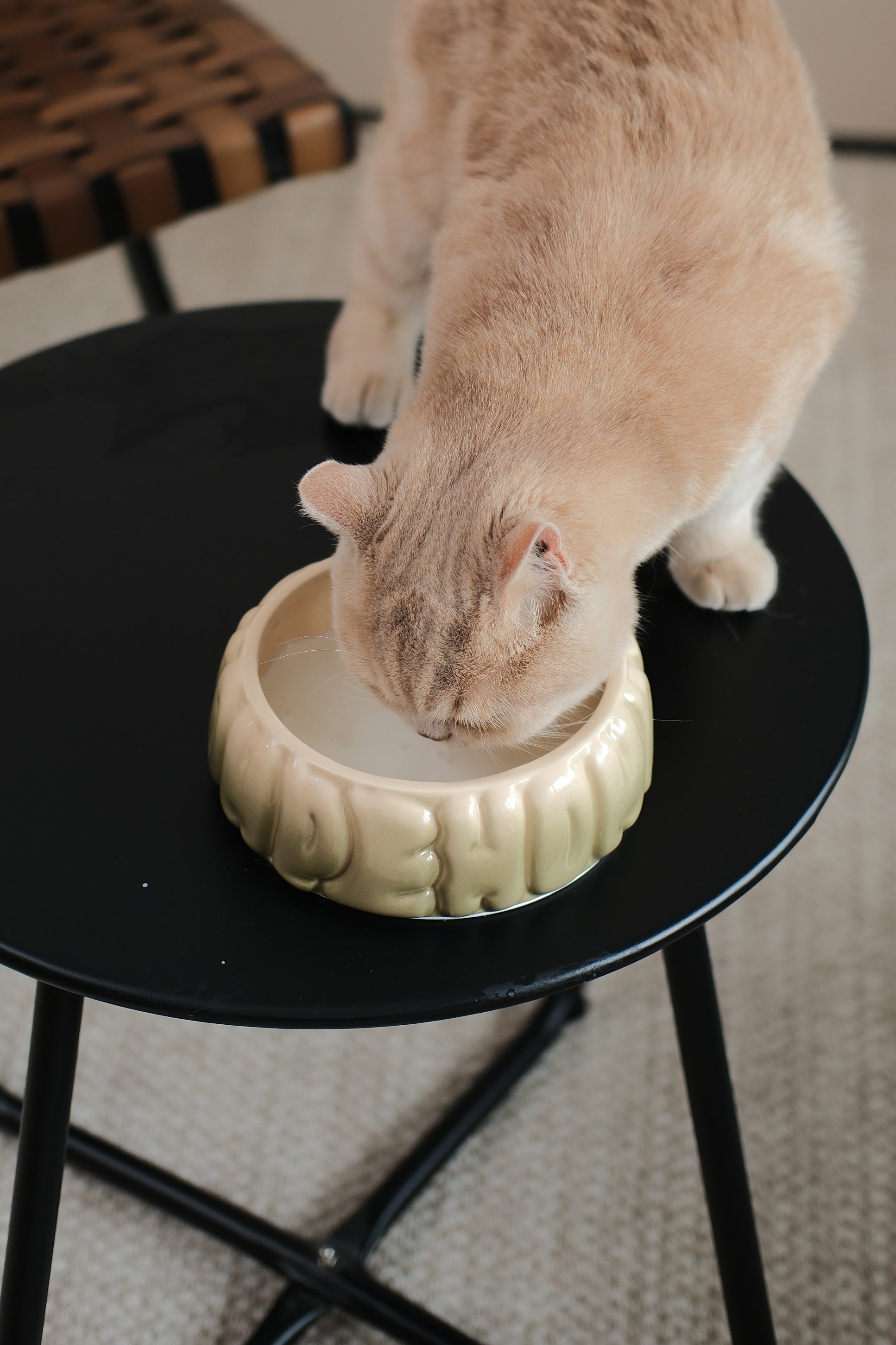 The Puff Pet Bowl