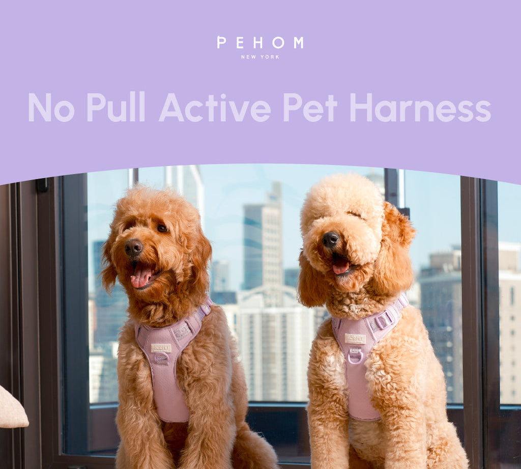 Urban Active Dog Harness - Mint Purple