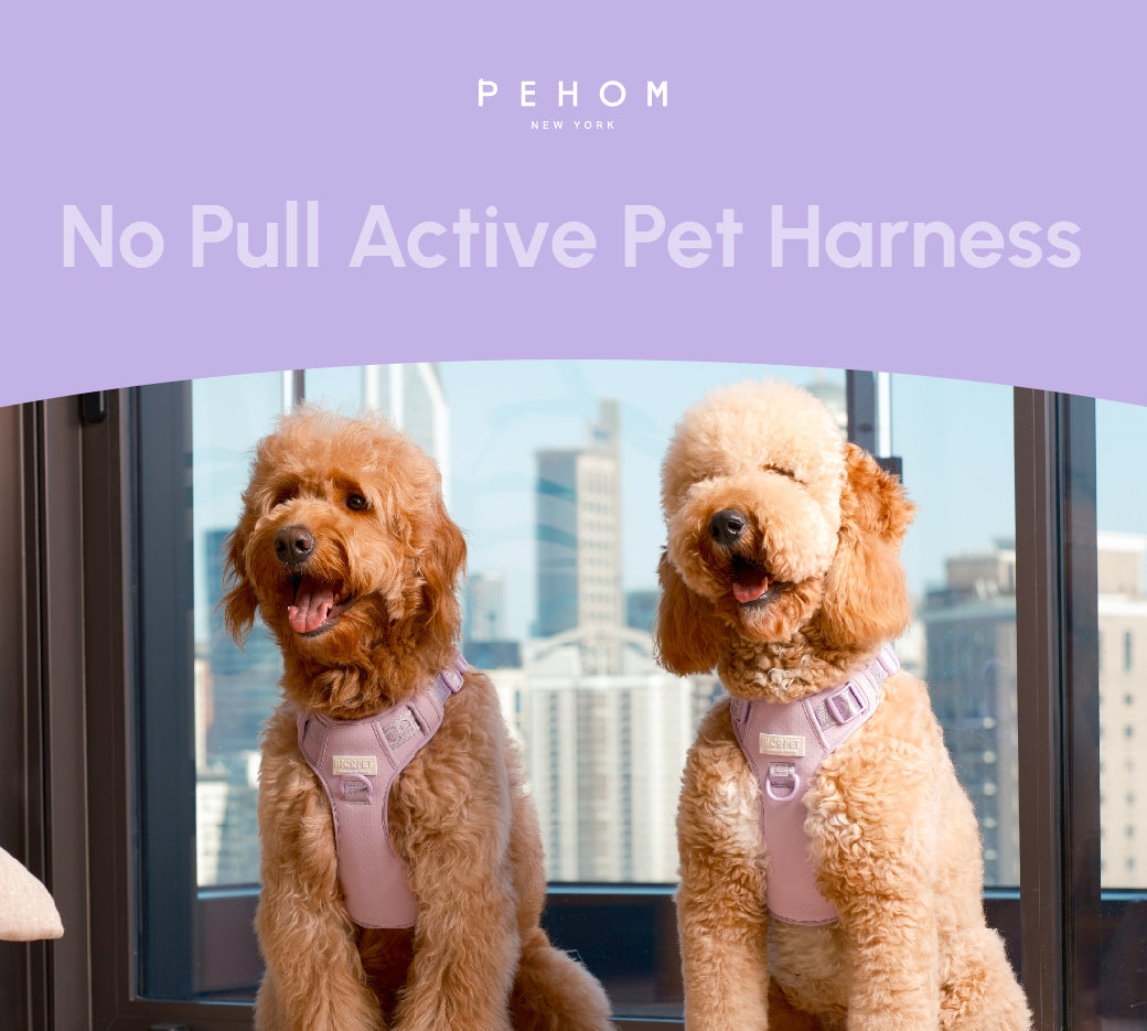 Urban Active Dog Harness - Mint Purple