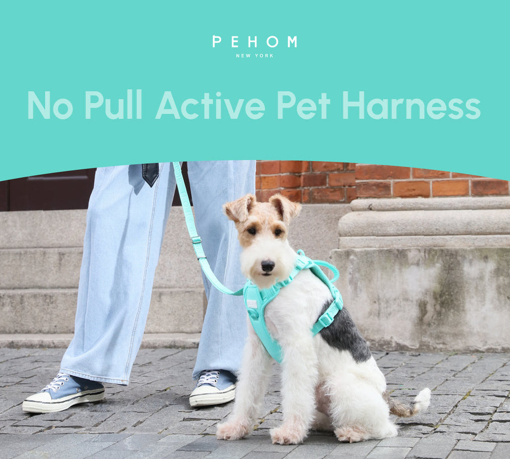 Urban Active Dog Harness - Mint Green