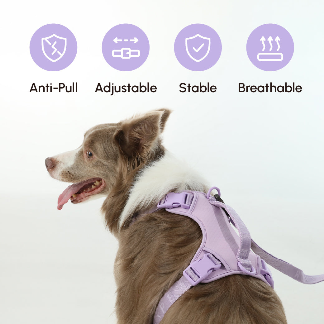 Urban Active Dog Harness - Mint Purple