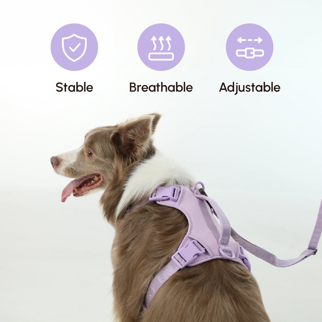 Urban Active Dog Leash - Mint Purple