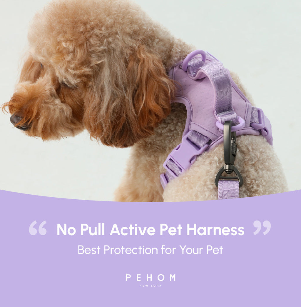 Urban Active Dog Harness - Mint Purple