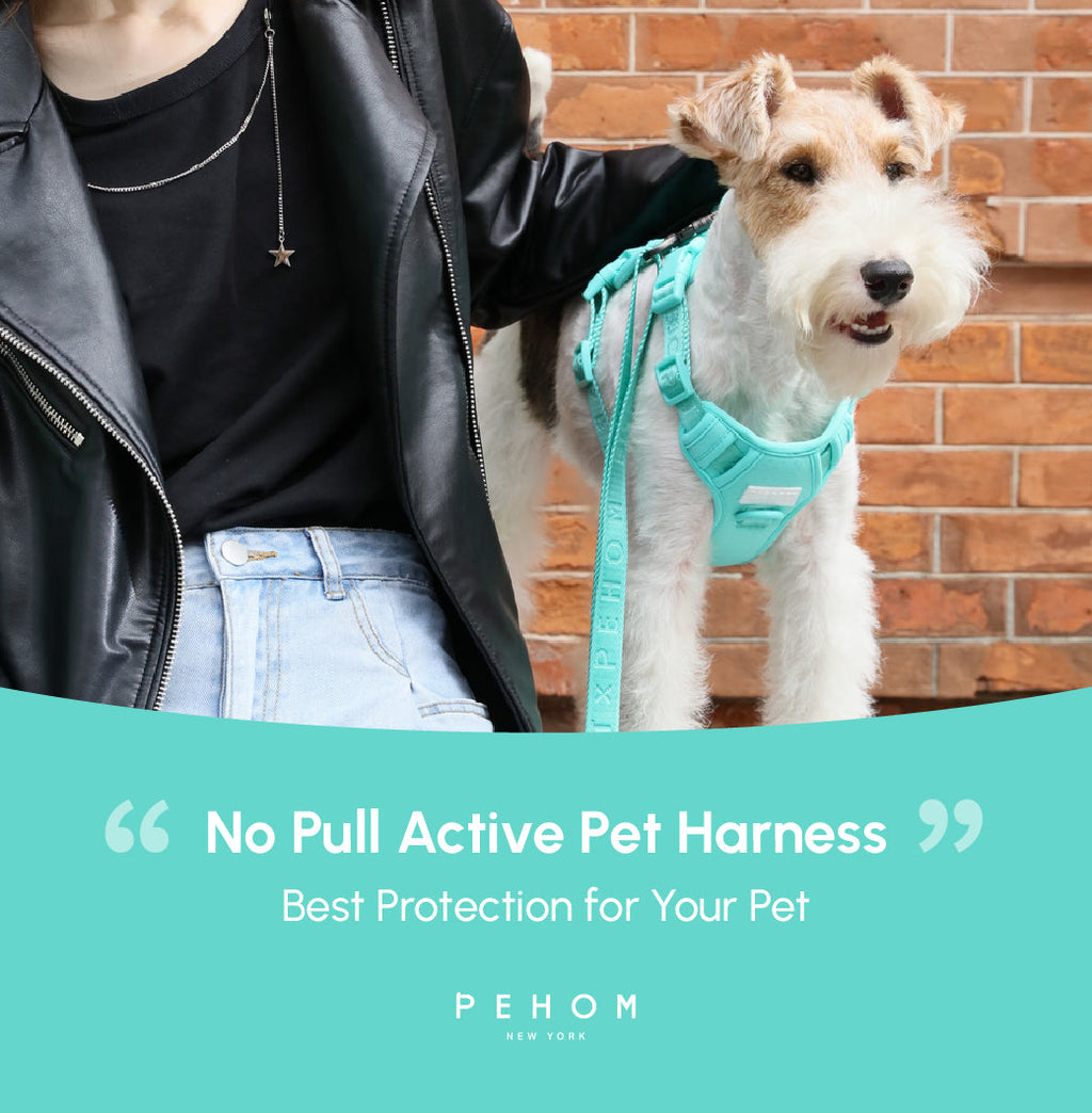 Urban Active Dog Harness - Mint Green