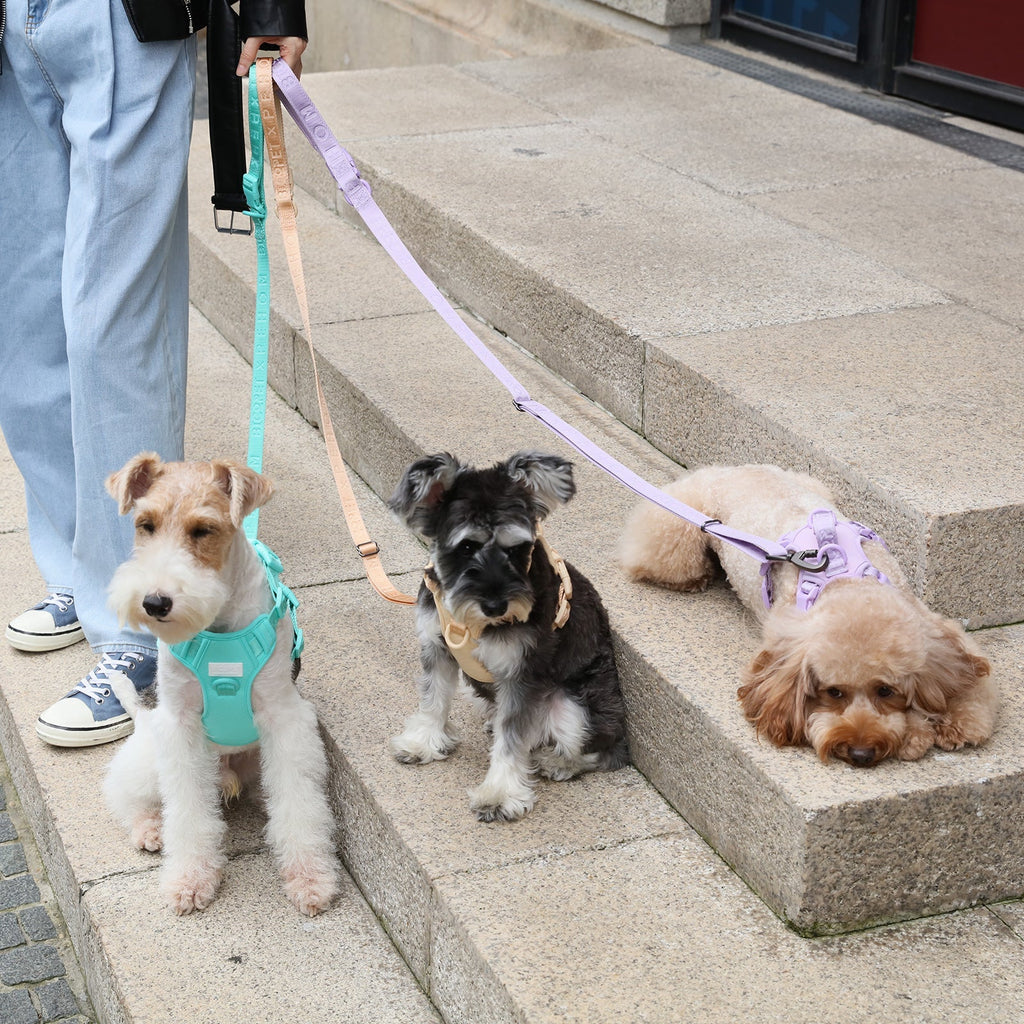 Urban Active Dog Leash - Mint Green