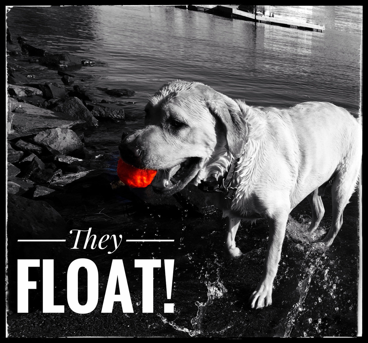 The WUNDERball Fetch Toy