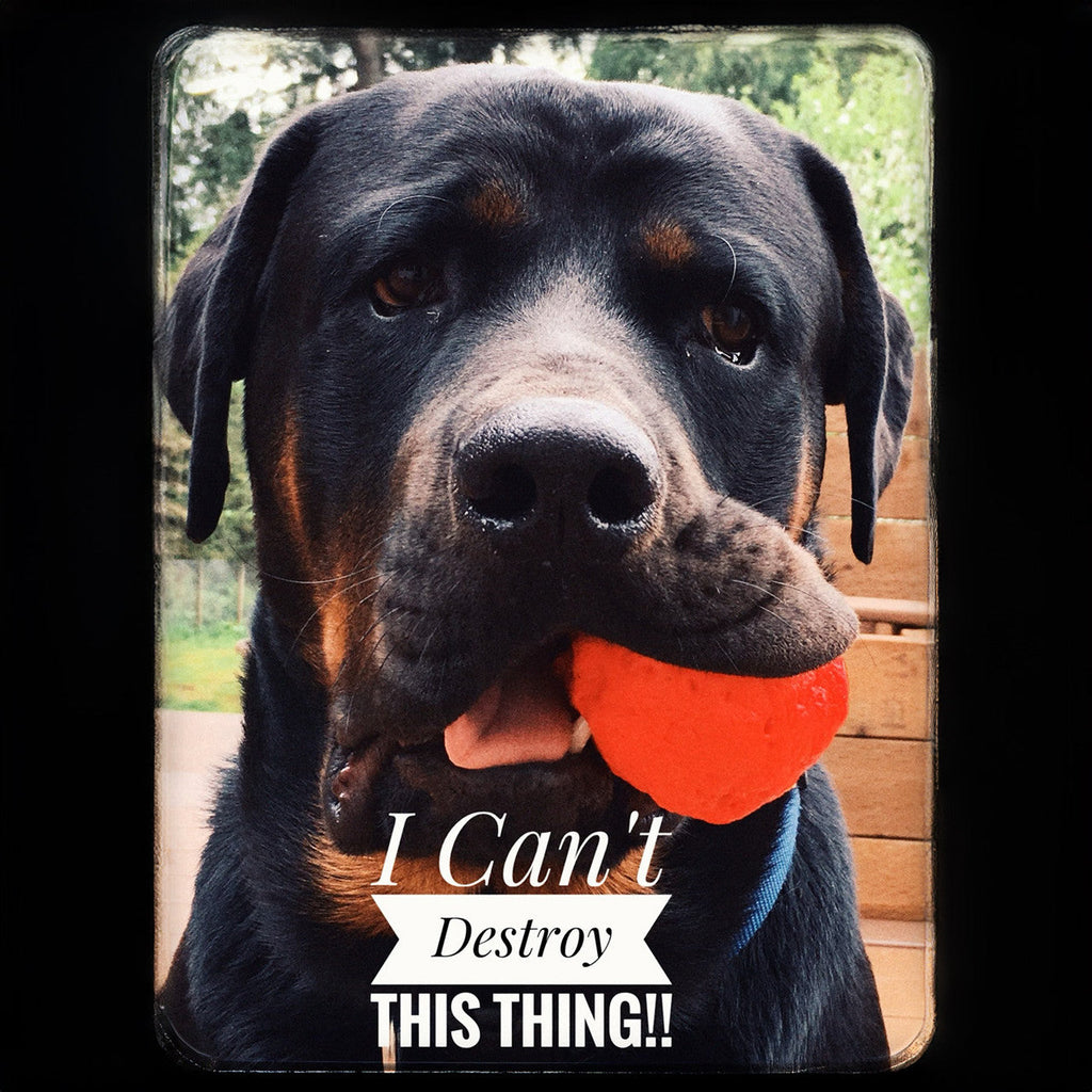 The WUNDERball Fetch Toy