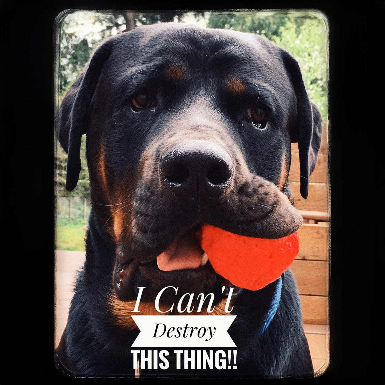 The WUNDERball Fetch Toy
