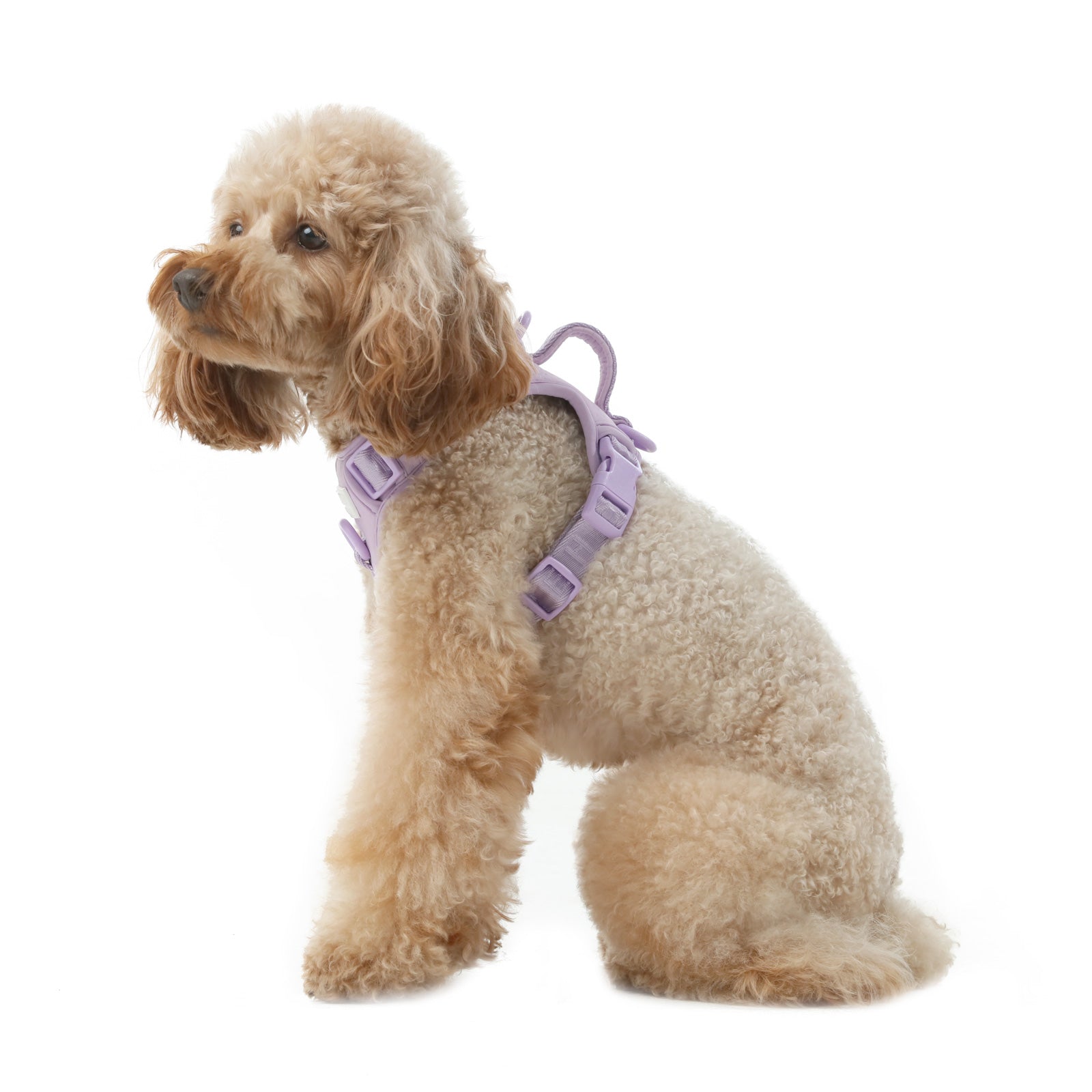 Urban Active Dog Harness - Mint Purple