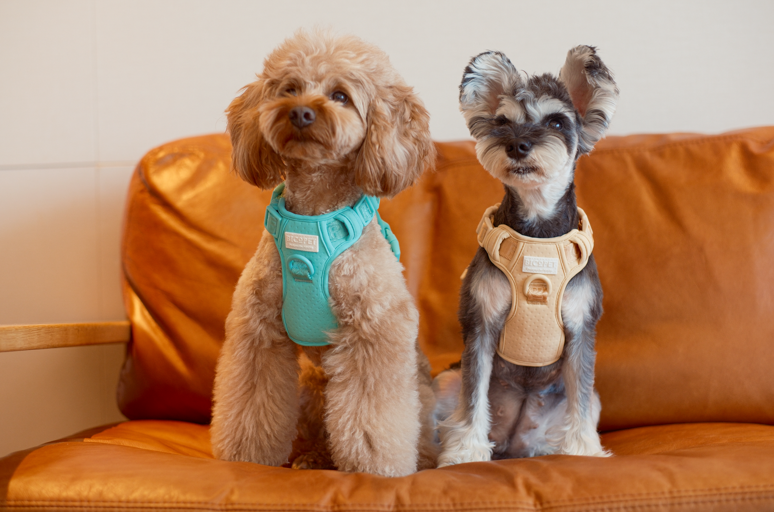 Urban Active Dog Harness - Mint Green
