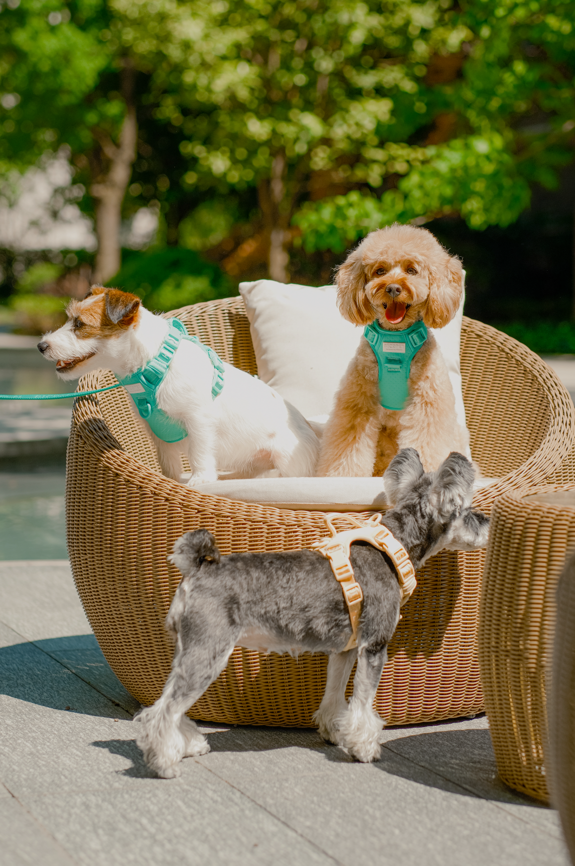 Urban Active Dog Harness - Mint Green