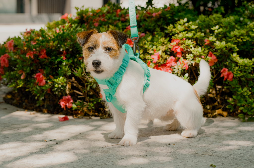 Urban Active Dog Harness - Mint Green
