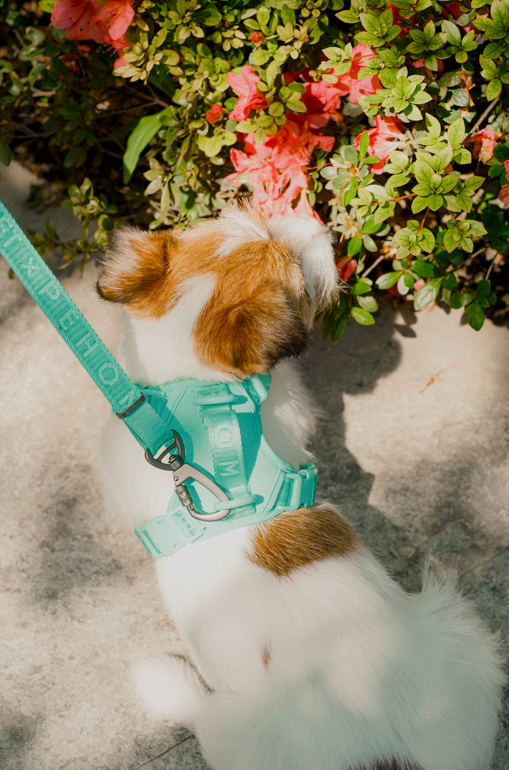 Urban Active Dog Harness - Mint Green