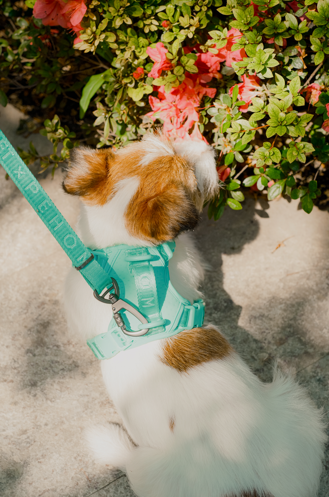 Urban Active Dog Harness - Mint Green