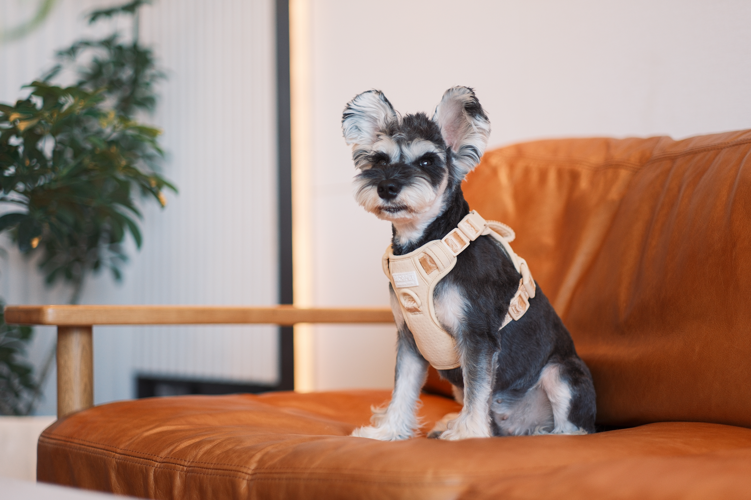 Urban Active Dog Harness - Apricot