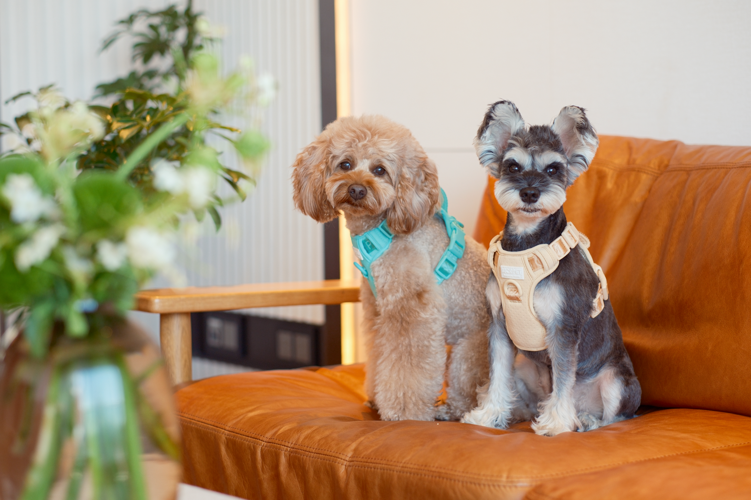 Urban Active Dog Harness - Apricot