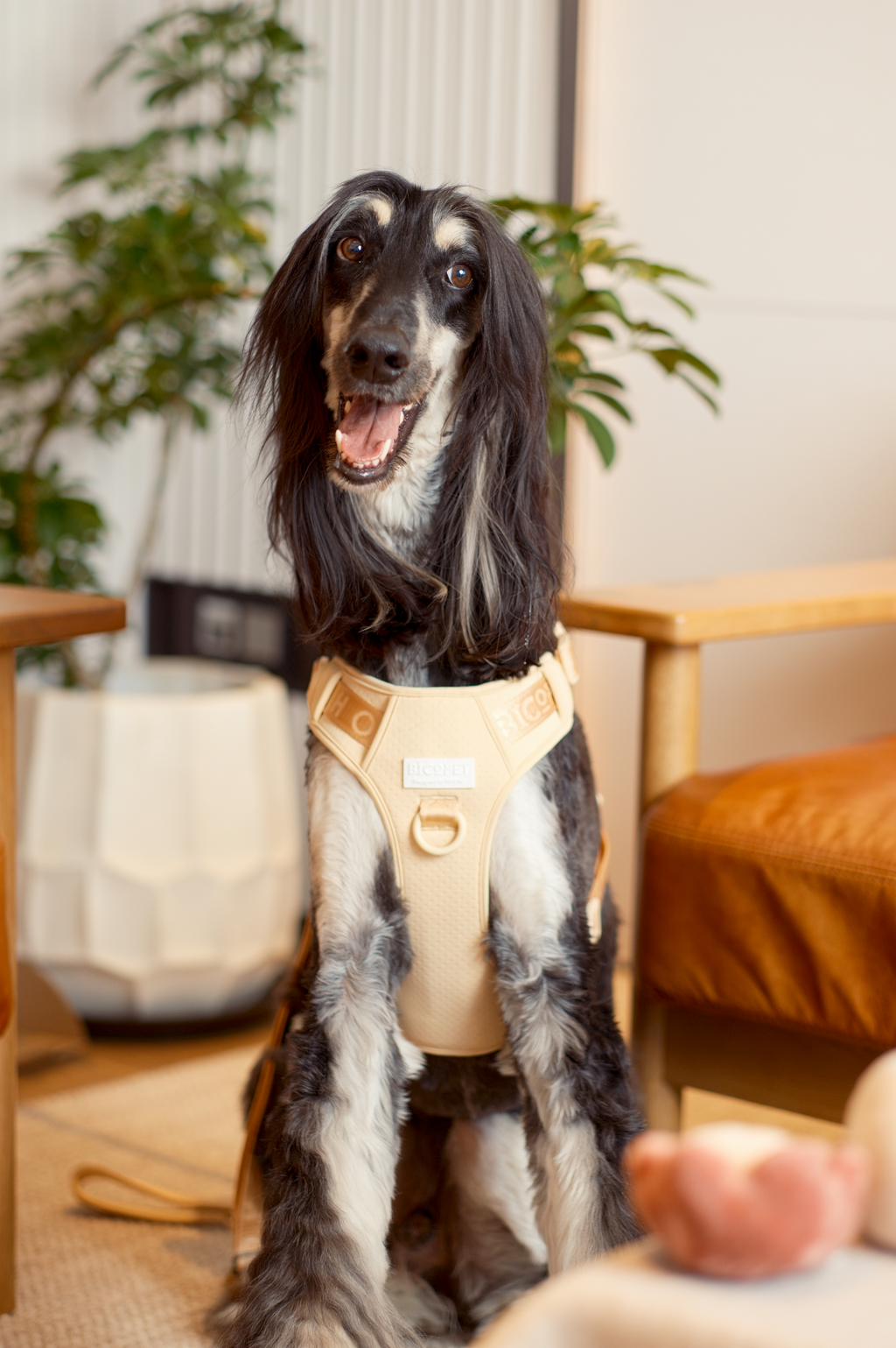Urban Active Dog Harness - Apricot