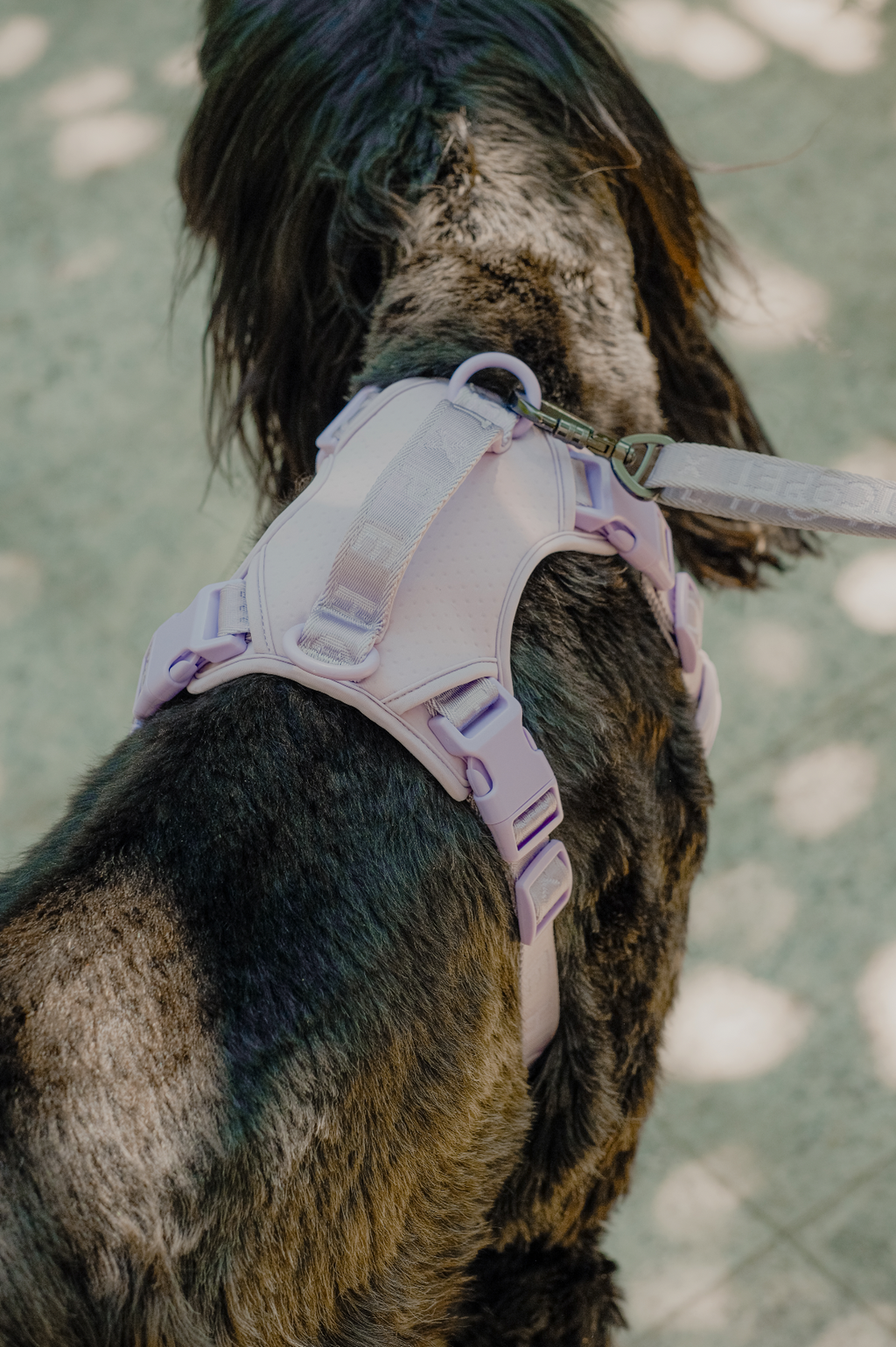 Urban Active Dog Harness - Mint Purple