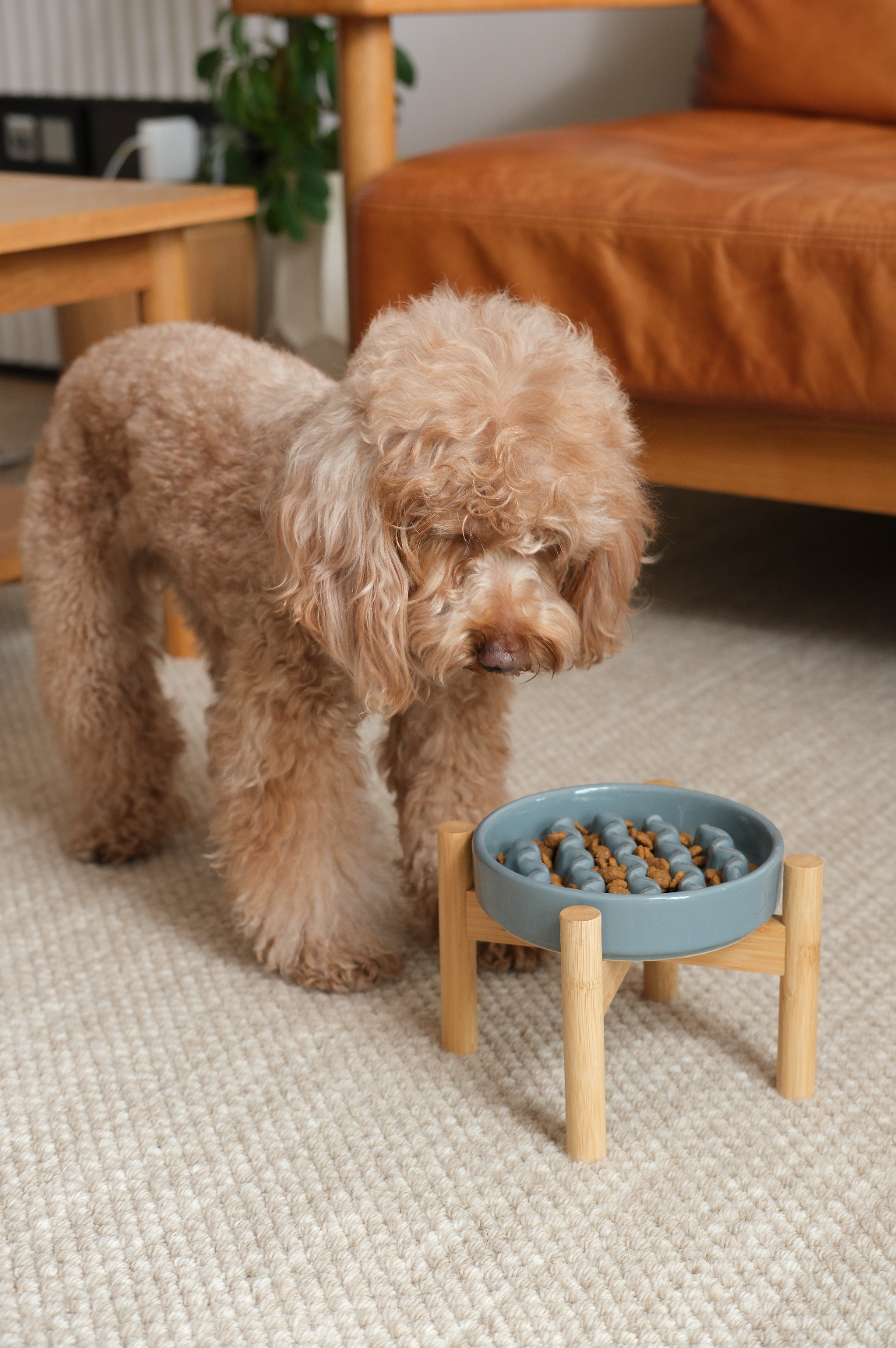 The Macaroni - Slow Feeder Dog Bowl