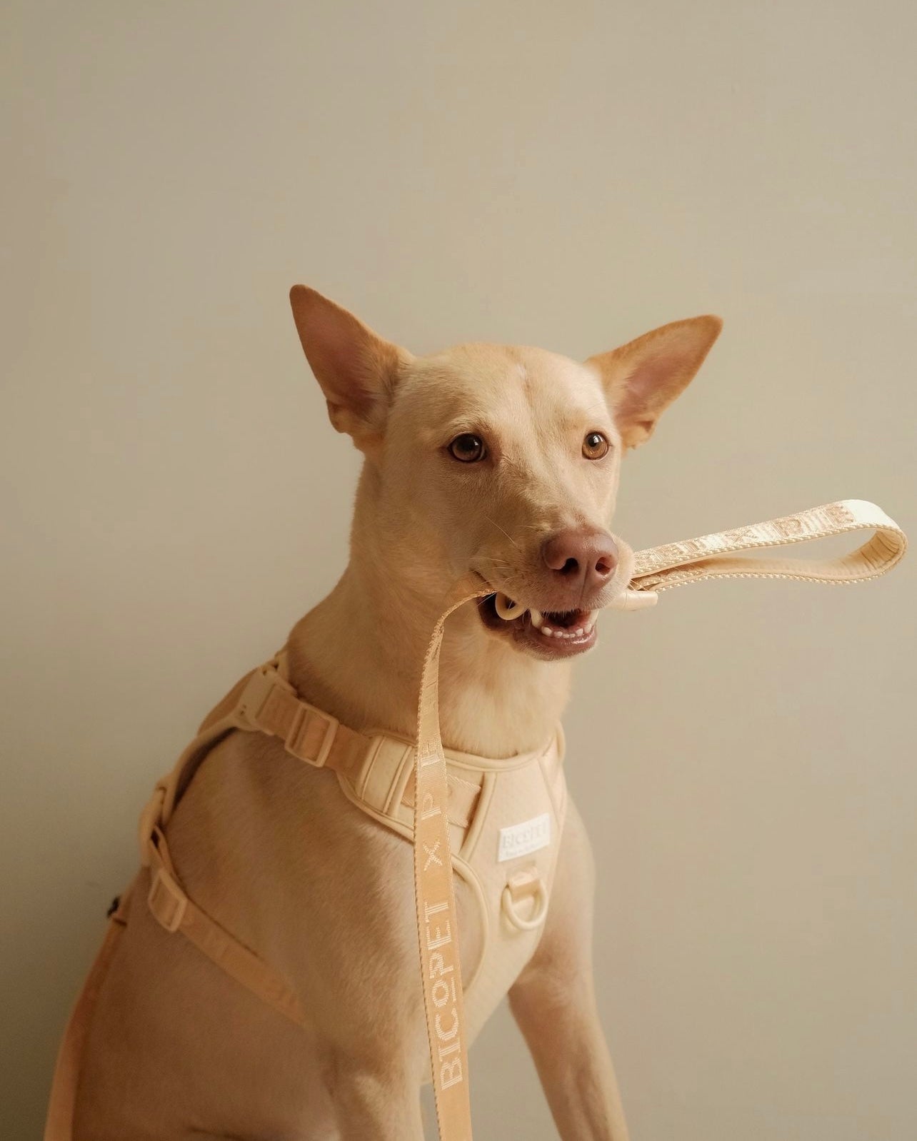 Urban Active Dog Harness - Apricot