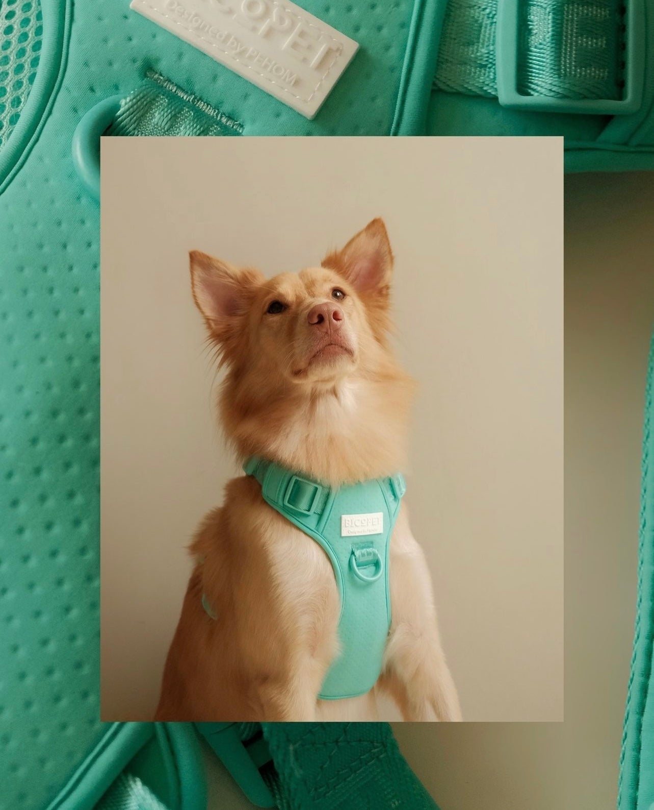 Urban Active Dog Harness - Mint Green