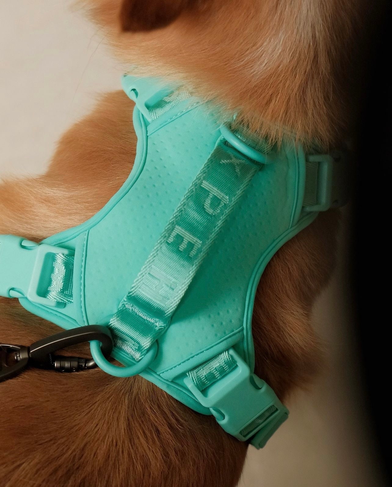 Urban Active Dog Harness - Mint Green