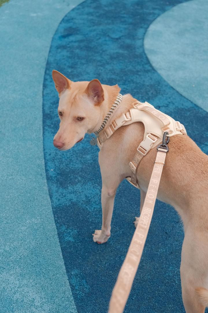Urban Active Dog Harness - Apricot