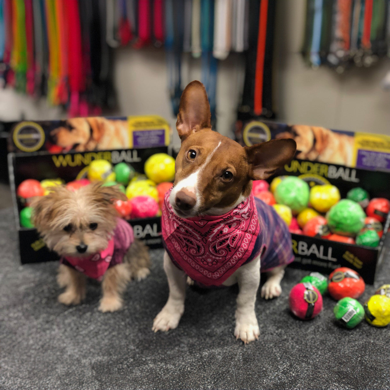 The WUNDERball Fetch Toy