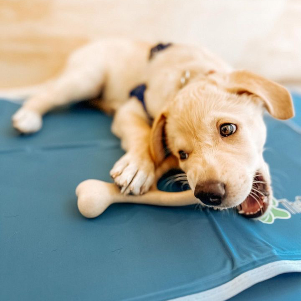 BetterBone Soft Chew Toy